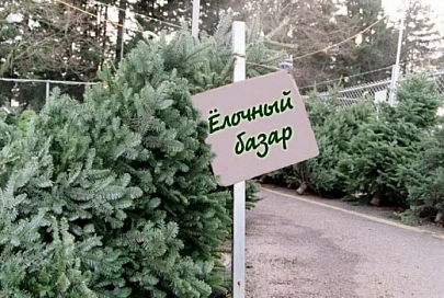 С 21 декабря в Гомеле заработают елочные базары