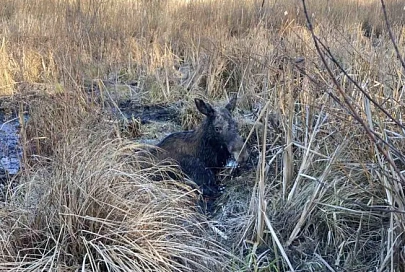В Житковичском районе спасатели достали лося из болота