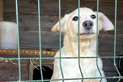 В канун Нового года гомельские таможенники передали угощения в приют для животных «Лапки»