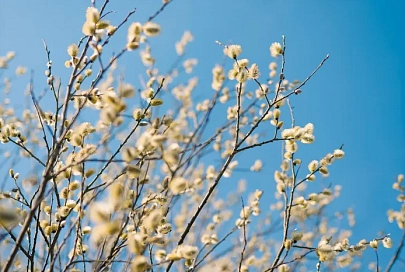 12 марта приметы и запреты: для удачной охоты возьмите собаку и не выносите мусор после заката