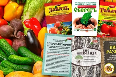 Органический буст для чеснока весной: чем подкормить для активного роста и богатого урожая