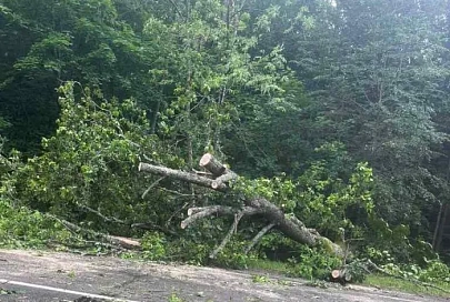 В Петриковском районе на дорогу упало дерево. Спасатели оказали помощь в распиловке