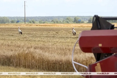 В Беларуси намолотили более 96 тысяч тонн озимого ячменя