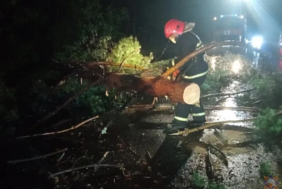 В Речицком районе на дорогу упало дерево, на помощь пришли спасатели