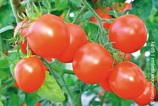 Ранние томаты с отличным вкусом: чем хороши сорта «Верочка» и «Интуиция»