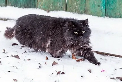 фотоБУДА-КОШЕЛЕВОрепортаж