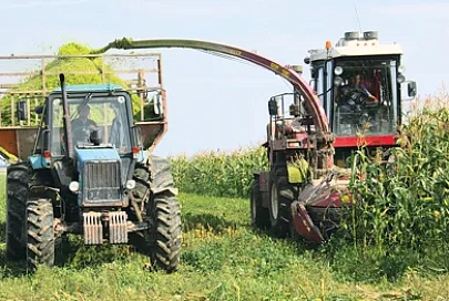 На Гомельщине началась массовая уборка кукурузы на силос