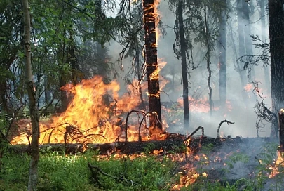 В Наровлянском районе продолжают тушить лесной пожар 