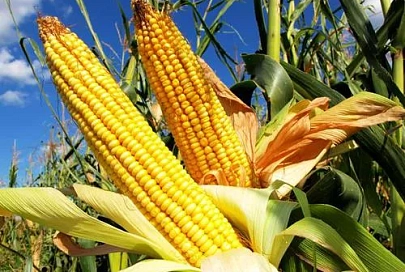 Аграрии Гомельщины уберут кукурузу до 15 октября. Посеяно 54% озимых культур