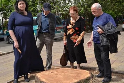 В Сочи в День космонавтики спилили посаженный Гагариным кедр