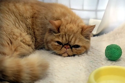 Выставка котов и кошек