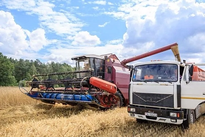 На Ельщине полным ходом идет уборка урожая зерновых