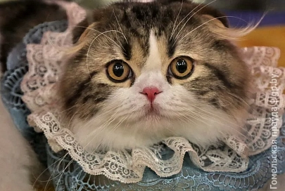 Выставка кошек в Гомеле
