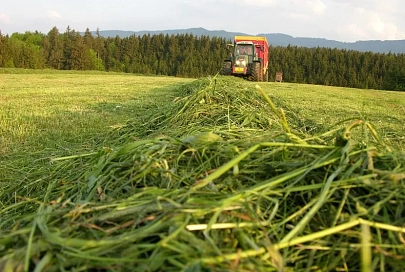 Урожайность зеленой массы кукурузы на 35% выше прошлогодней