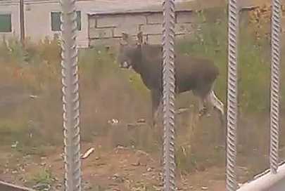 В сети появилось видео с разъяренным лосем, которого обезвредили автоматом Калашникова