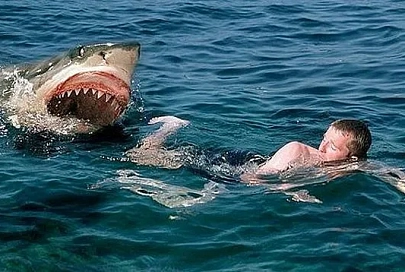 Видео с отразившим атаку акулы дайвером стало хитом сети