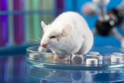 Создан первый искусственный эмбрион мыши из стволовых клеток
