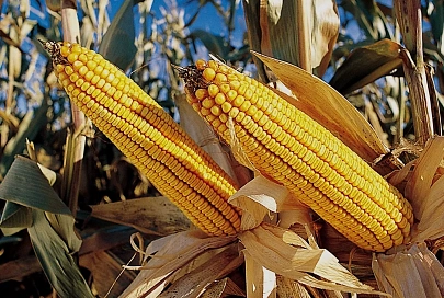 На Гомельщине кукуруза на зерно убрана на 60%
