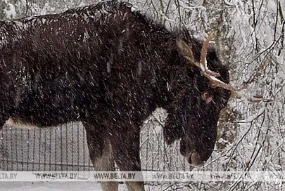 Легковушка столкнулась с лосем в Речицком районе, пострадали два человека