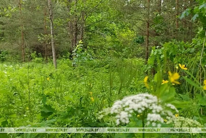 Запрет на посещение лесов снят на всей территории Беларуси