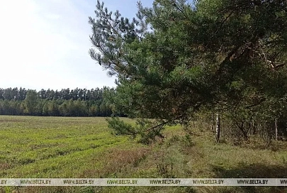 Ограничения на посещение лесов действуют в трех районах Беларуси