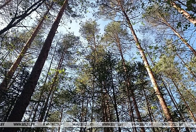 Запреты и ограничения на посещение лесов действуют в пяти районах Беларуси