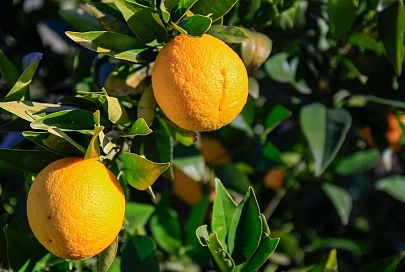 Диетолог назвала защищающие от коронавируса продукты
