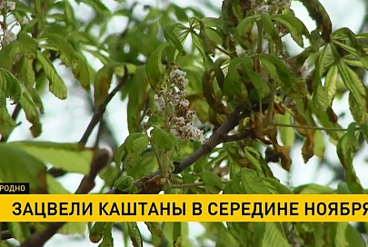 В Гродно зацвели каштаны