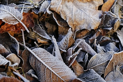 В последний день осени в Гомеле будет до -4°C 