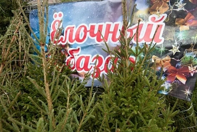 Скоро в Гомеле заработают елочные базары. Рассказываем, где можно купить зеленую красавицу