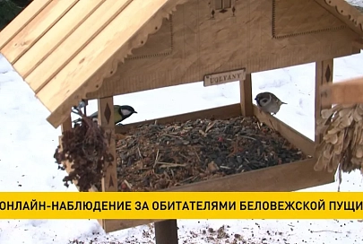 За зверями и птицами Беловежской пущи можно наблюдать онлайн