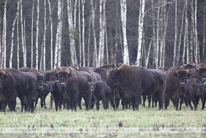 Международный союз охраны природы исключил зубров из числа вымирающих видов