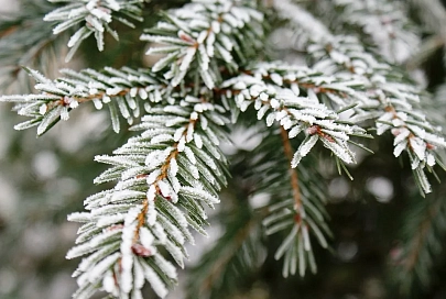 Мокрый снег и -3°C ожидаются в Гомеле 23 декабря