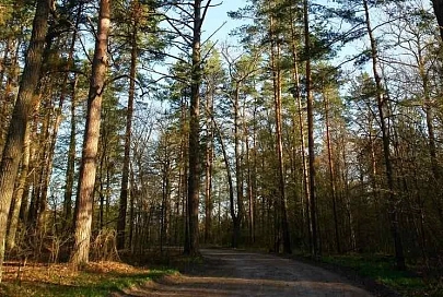 Все про лес, и даже больше. Сто экскурсий для всех желающих проведут лесхозы Беларуси