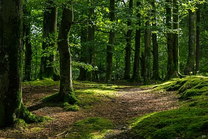 Экология на память: оригинальные фото Недели леса отметят призами