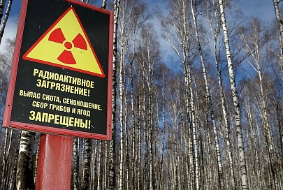 Снизилась, но не пропала: статистика радиоактивного загрязнения лесов Гомельщины