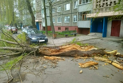 Поваленные деревья и нарушение электроснабжения: последствия сильного ветра на Гомельщине