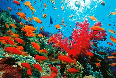 Почему Красное море назвали красным?