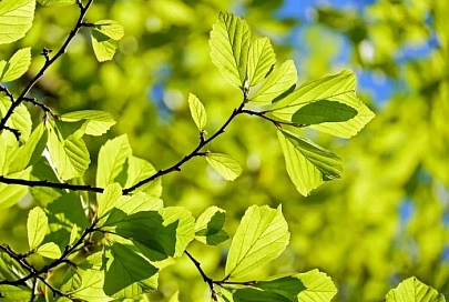 25 мая в Гомеле ожидается до +21°C 