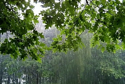 Дожди и до +16°C прогнозируют в Гомеле 30 мая