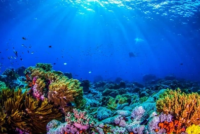 Ученые обнаружили морское существо, способное к полной регенерации тела