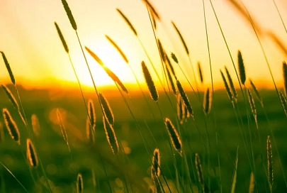12 июня в Гомеле будет +25°C, днем ожидается кратковременный дождь, возможна гроза