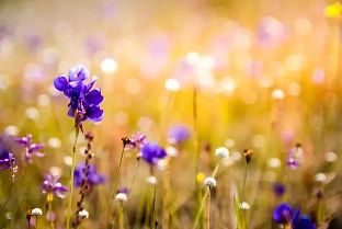 Без дождя и до +31°C будет в Гомеле 1 июля